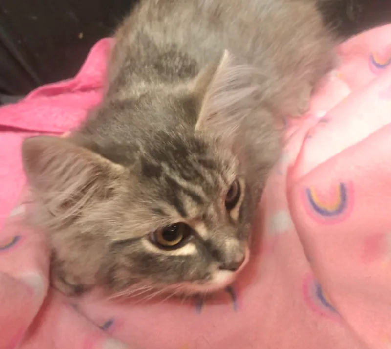 Sterling thumbnail 5