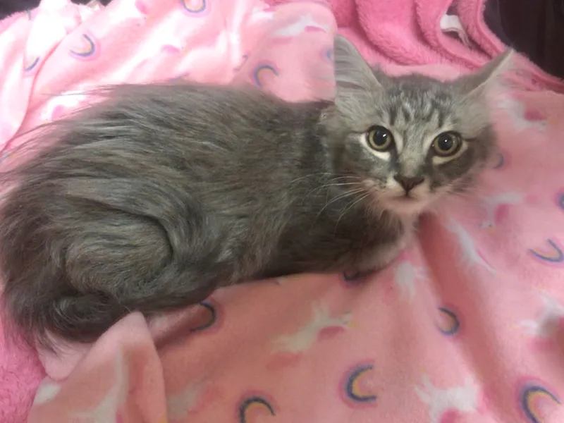 Sterling thumbnail 6