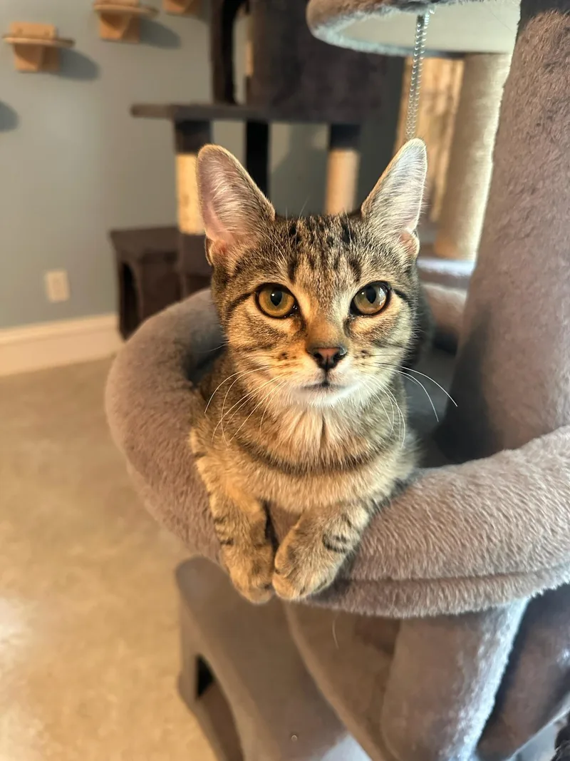 A baby medium-sized female Tabby (Brown / Chocolate) Domestic Short Hair cat named Bernadette for adoption in Cincinnati, OH