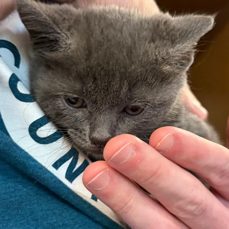 A baby small-sized female Gray / Blue / Silver Domestic Short Hair cat named Harper for adoption in Middlebury, VT
