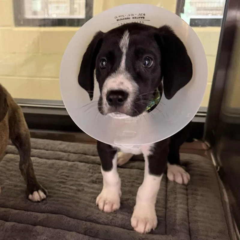 A baby large-sized male Great Dane dog named Zeus for adoption in Bloomfield, CT