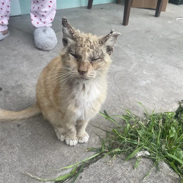 An adult medium-sized male Domestic Short Hair cat named Master Splinter for adoption in San Antonio, TX