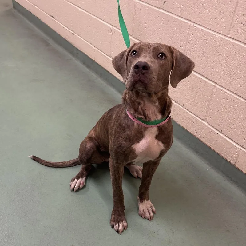 An adult medium-sized female Yellow / Tan / Blond / Fawn Mixed Breed dog named Cherish for adoption in Memphis, TN