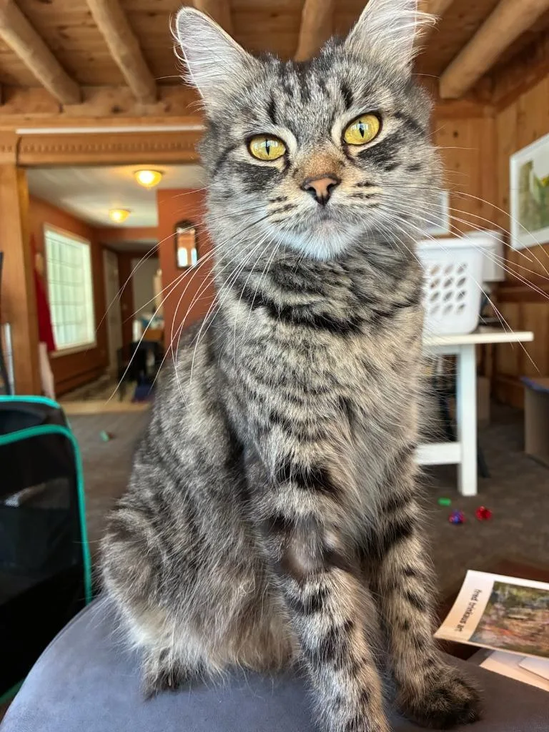 A baby medium-sized female Domestic Short Hair cat named Daisy Duke for adoption in Windsor, CT