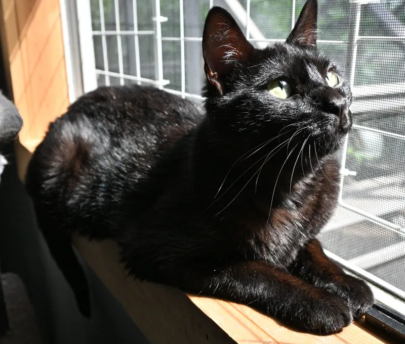 An adult medium-sized female Black Domestic Short Hair cat named Jada for adoption in Owatonna, MN