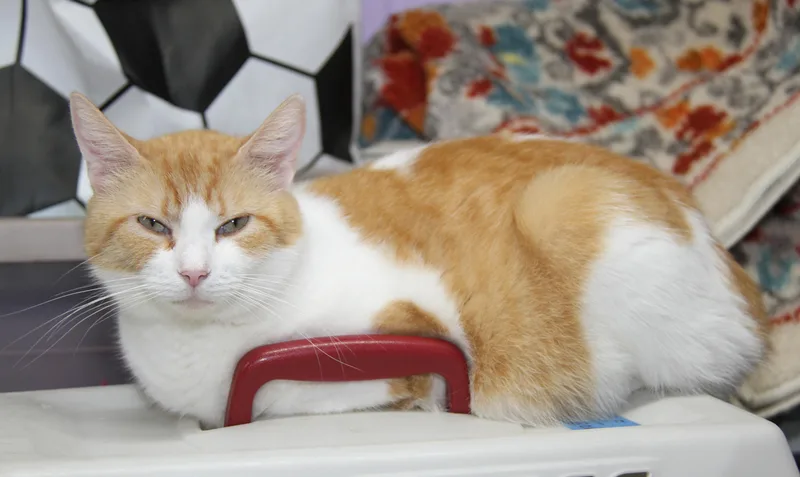 An adult medium-sized female Tabby (Orange / Red) Tabby cat named Princess Havartiupdated Photos May for adoption in Marietta, OH