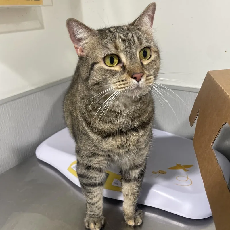 A senior large-sized female Brown / Chocolate Domestic Short Hair cat named Pipa for adoption in Tampa, FL