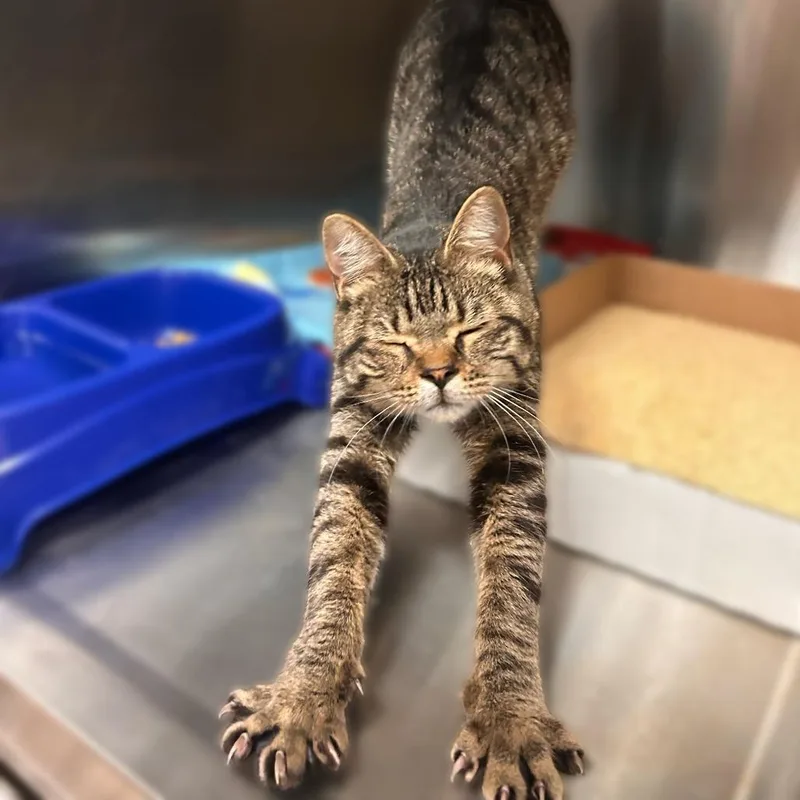A young medium-sized male Brown / Chocolate Domestic Short Hair cat named Samson for adoption in Davenport, IA