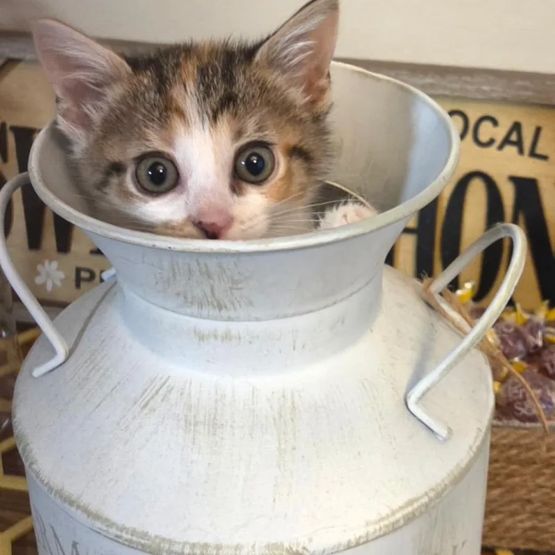A baby medium-sized female Tabby (Brown / Chocolate) Domestic Short Hair cat named Orchid for adoption in Chattanooga, TN