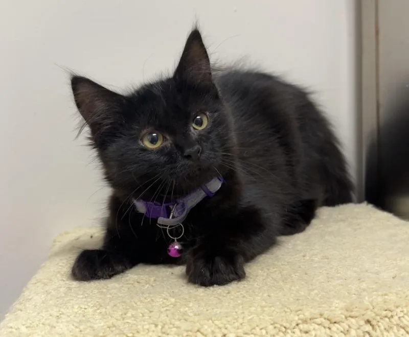 A young medium-sized female Black Domestic Medium Hair cat named Nyx for adoption in Kearneysville, WV