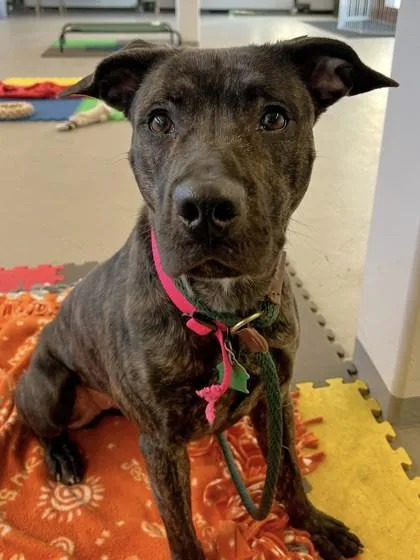 Cordelia thumbnail 2