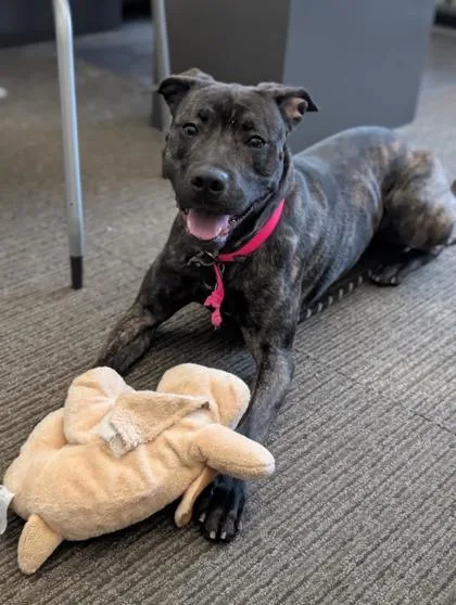 Cordelia thumbnail 3