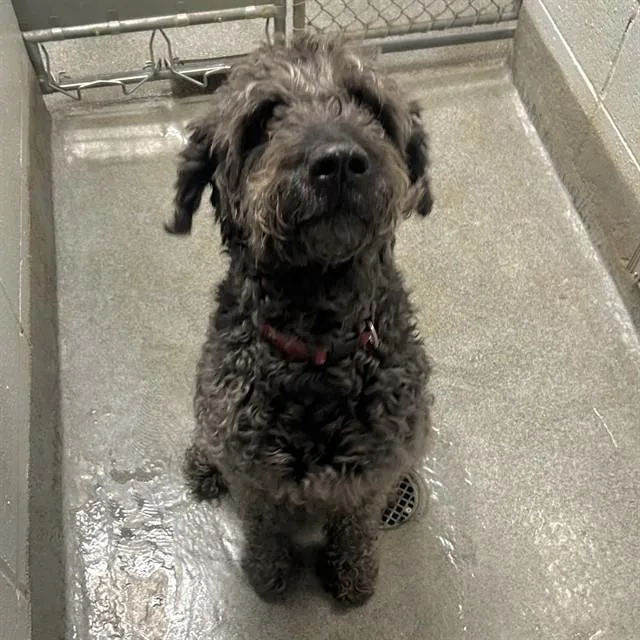 An adult medium-sized male Poodle dog named Rico for adoption in Huntsville, AL