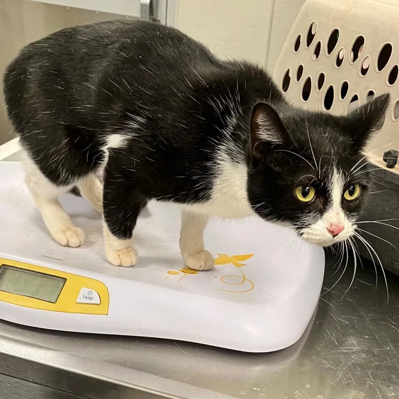 An adult medium-sized female Domestic Short Hair cat named Zaza for adoption in Las Cruces, NM