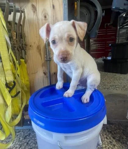 A baby small-sized male Labrador Retriever dog named Otto for adoption in Washington, DC