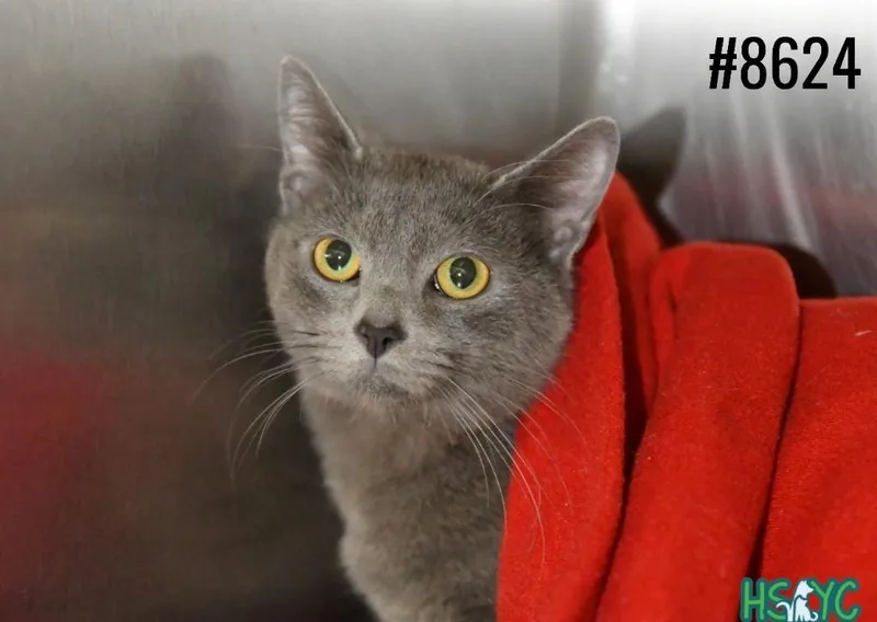 A young medium-sized male Domestic Short Hair cat named Meowtonium for adoption in Fort Mill, SC