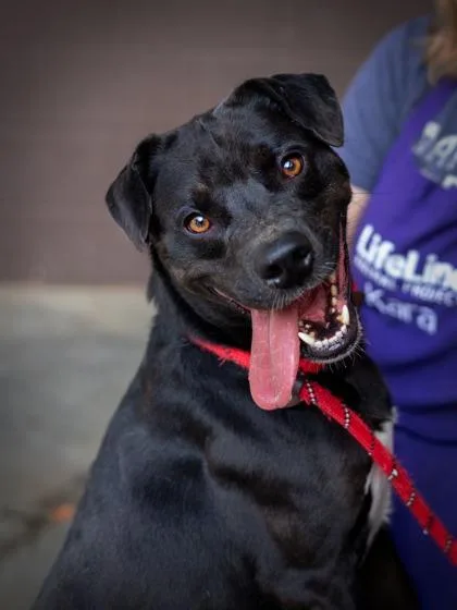 An adult large-sized male Mixed Breed dog named Mino for adoption in Chamblee, GA