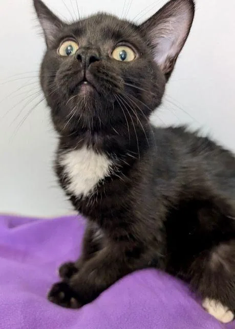 A baby medium-sized female Black & White / Tuxedo Domestic Short Hair cat named Gloria Jean for adoption in Lake Orion, MI