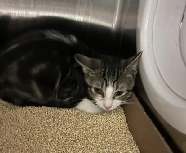 A baby small-sized female Domestic Short Hair cat named Igg for adoption in Ridgewood, NY