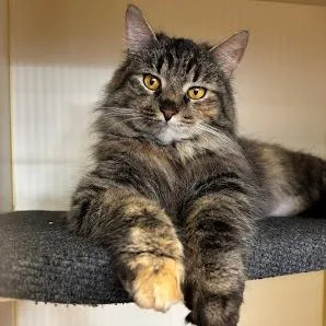 An adult medium-sized female Brown / Chocolate Domestic Long Hair cat named Vivian for adoption in Kennett Square, PA