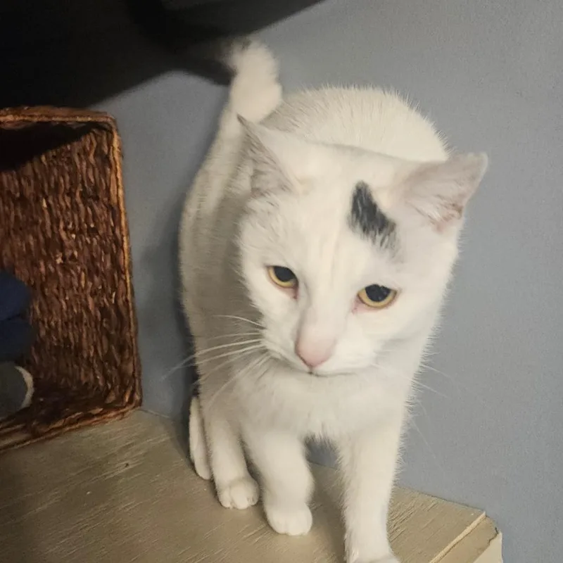 A young small-sized female White Domestic Short Hair cat named Empress for adoption in Ringtown, PA