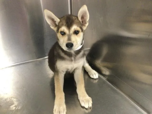 A baby small-sized female German Shepherd Dog dog named Lake for adoption in Thousand Palms, CA