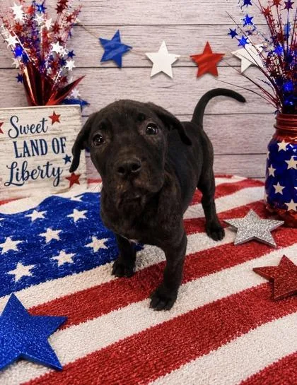 A baby small-sized female Mixed Breed dog named Sparkler for adoption in Bloomsburg, PA