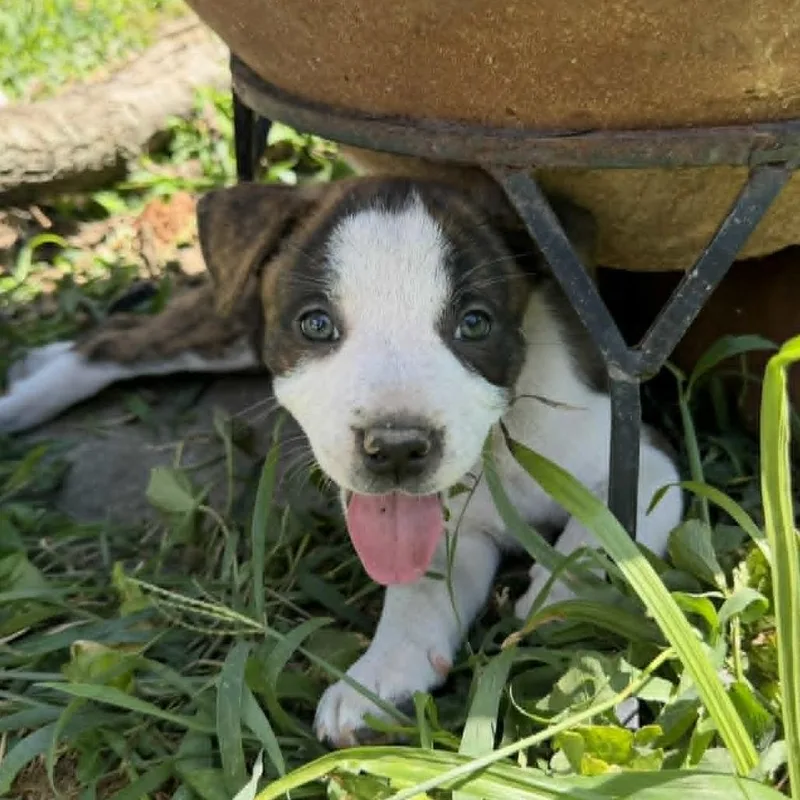 A baby medium-sized female White / Cream Pit Bull Terrier dog named Prada for adoption in Olathe, KS