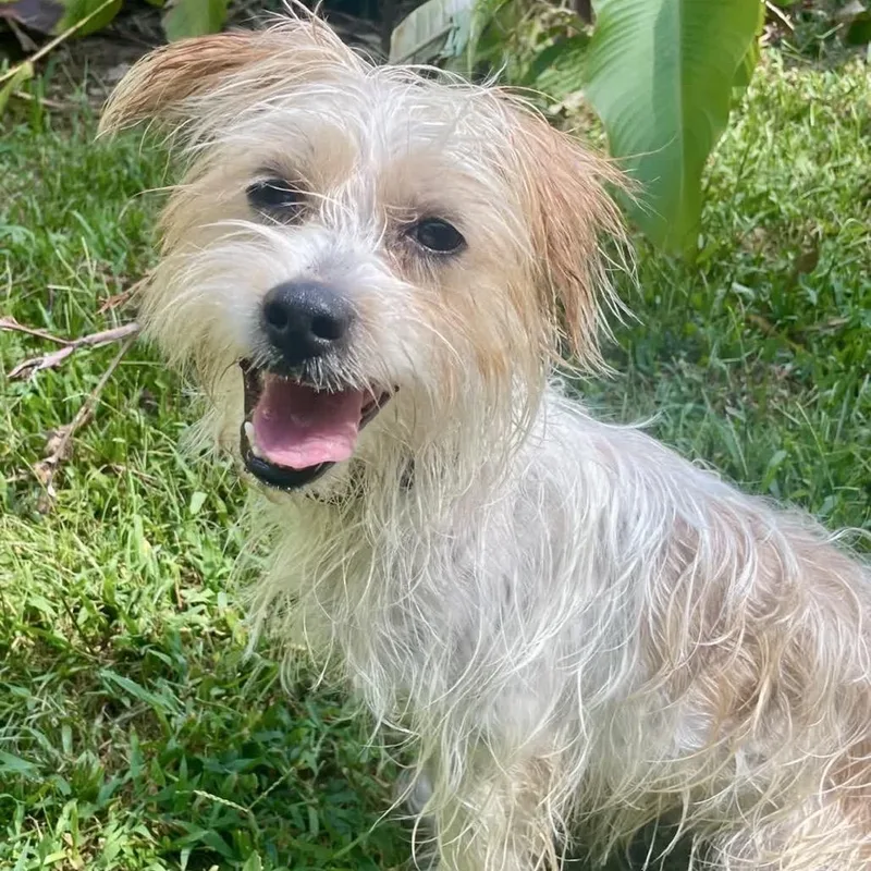 An adult small-sized male White / Cream Maltese dog named Percy for adoption in Baton Rouge, LA