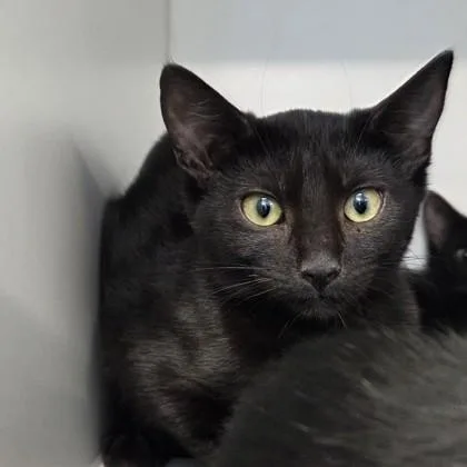A baby small-sized female Domestic Short Hair cat named Relish for adoption in Voorhees, NJ