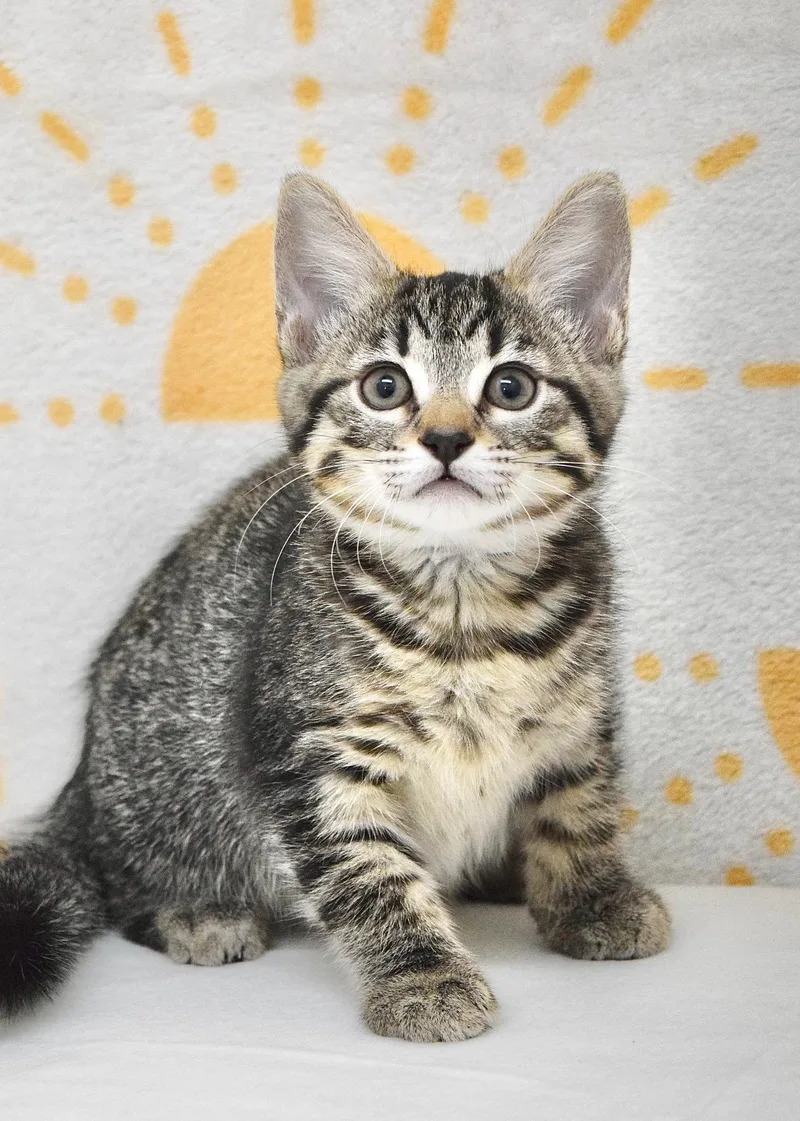 A baby medium-sized female Tabby (Brown / Chocolate) Domestic Short Hair cat named Lark for adoption in Dublin, CA
