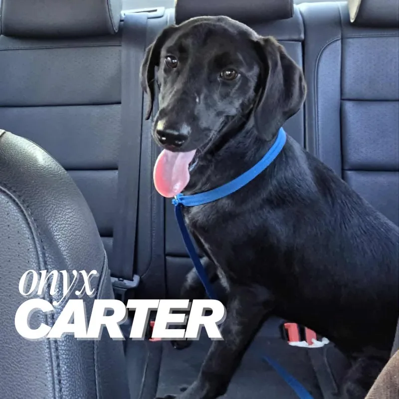 Onyx Carter thumbnail 3