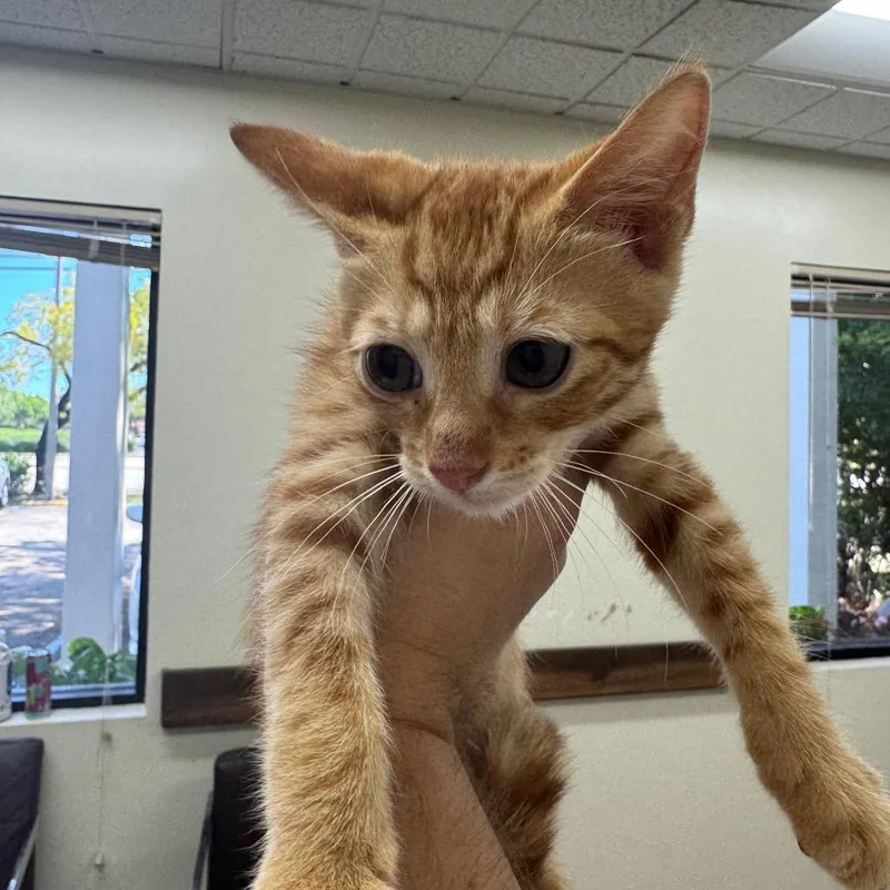 A baby small-sized male Orange / Red Domestic Short Hair cat named Gus for adoption in Lauderhill, FL