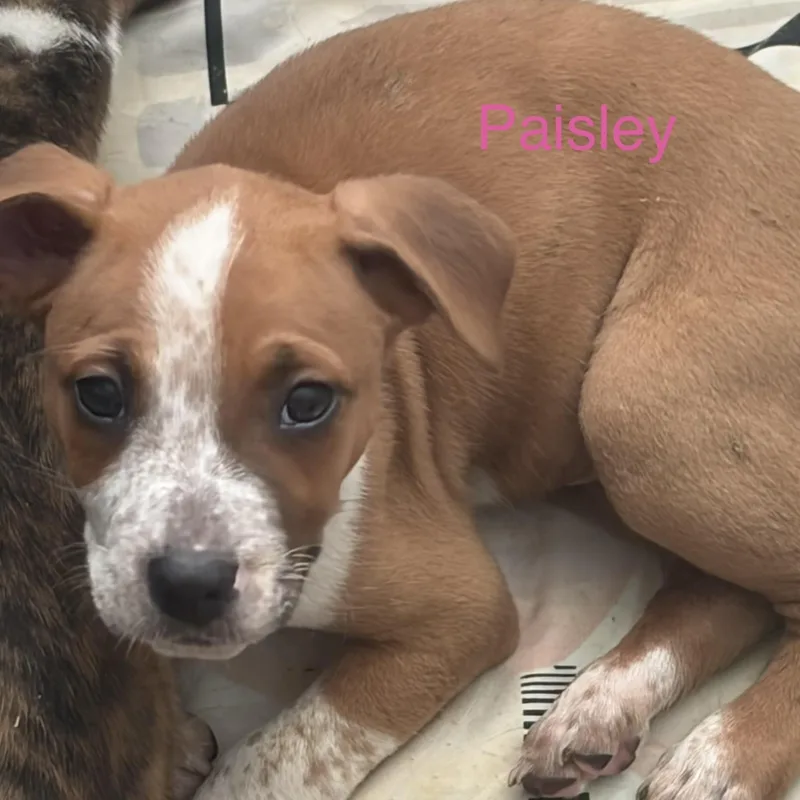 A baby medium-sized female Boxer dog named Paisley for adoption in Davisburg, MI