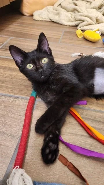 A baby small-sized female Domestic Short Hair cat named Curry for adoption in Aurora, CO