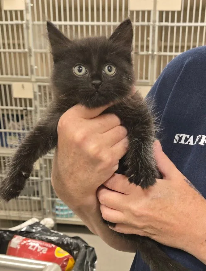 A baby small-sized male Black Domestic Short Hair cat named Clive for adoption in New Rochelle, NY
