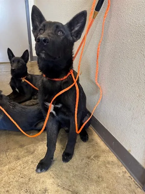 A young medium-sized male German Shepherd Dog dog named Gunner for adoption in Ontario, CA