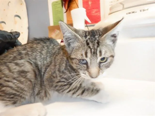 A baby small-sized female Domestic Short Hair cat named Mindy for adoption in San Jose, CA