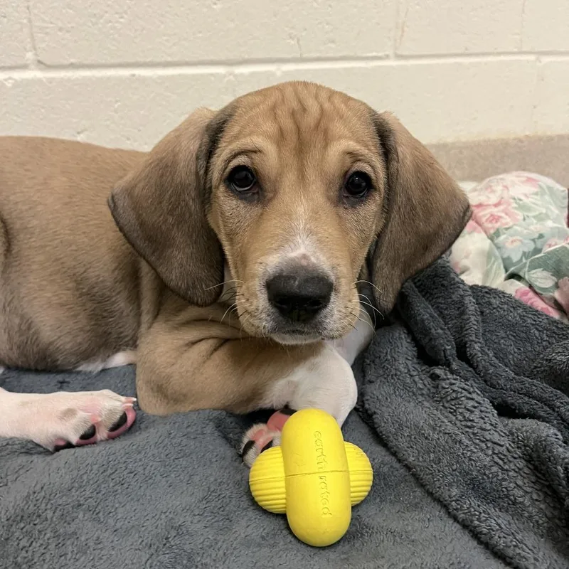 Flapjack thumbnail 3