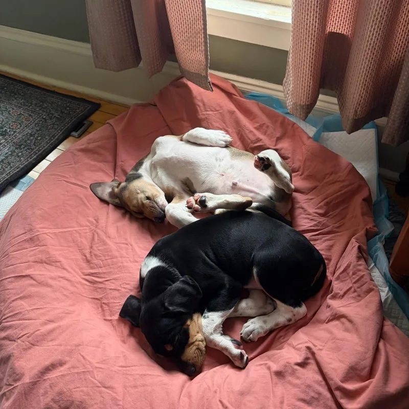 Flapjack thumbnail 5