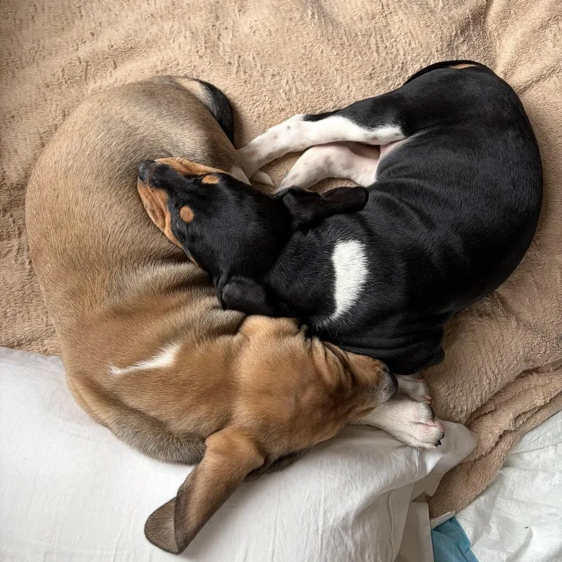 Flapjack thumbnail 6