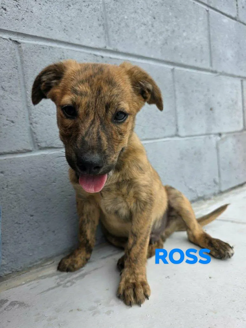 Ross