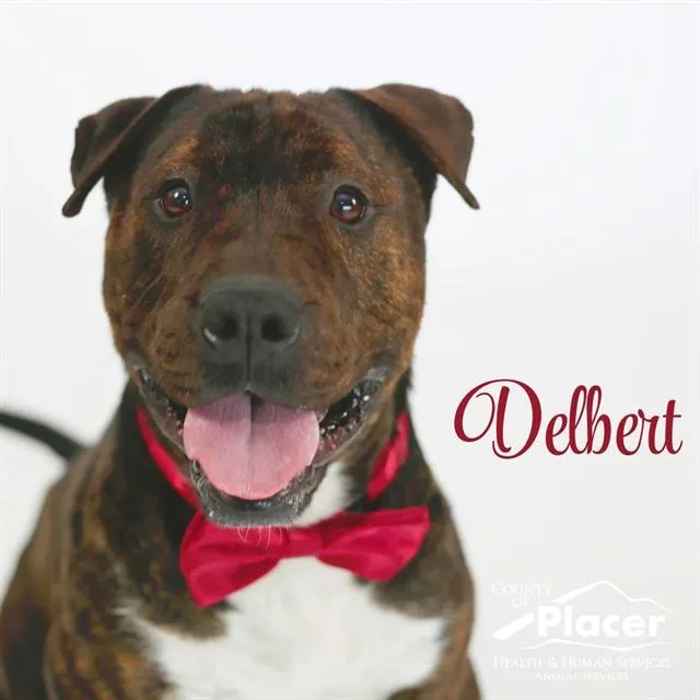 An adult large-sized male Bull Terrier dog named Delbert Mosley for adoption in Auburn, CA