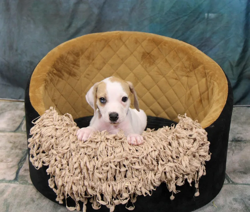 A baby medium-sized male Mixed Breed dog named Thunder for adoption in Plain City, OH