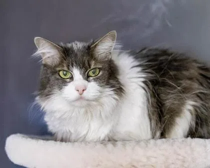 A baby small-sized female Domestic Long Hair cat named Bella for adoption in Camano Island, WA