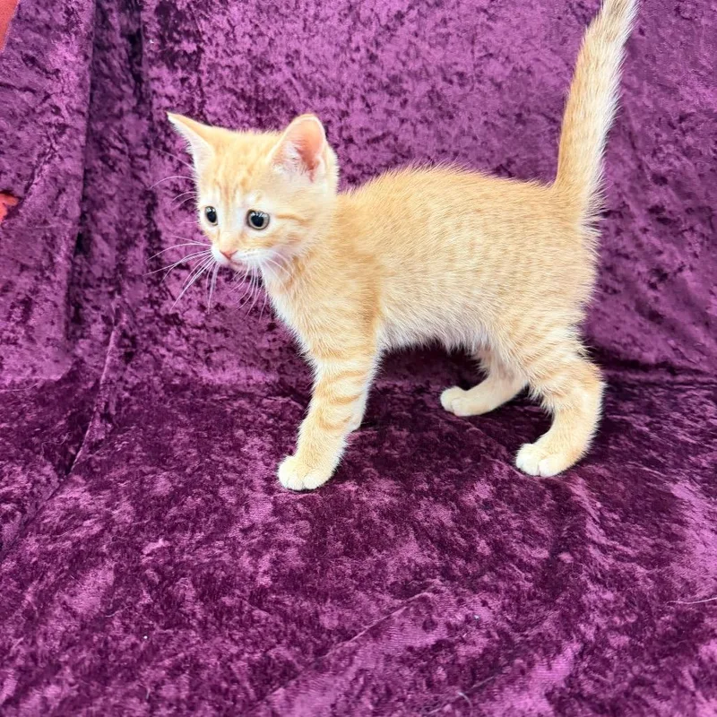 A baby small-sized female Orange / Red Domestic Short Hair cat named Betty for adoption in Raleigh, NC