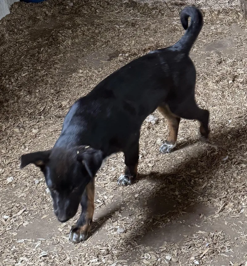 A young small-sized male Australian Shepherd dog named Andy for adoption in Glenwood City, WI
