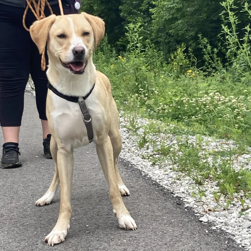A young medium-sized male Yellow / Tan / Blond / Fawn Yellow Labrador Retriever dog named Cornbread for adoption in Indianapolis, IN