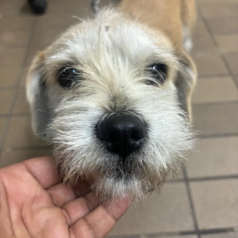 A young small-sized female Yellow / Tan / Blond / Fawn Terrier dog named Lisa for adoption in Birmingham, AL
