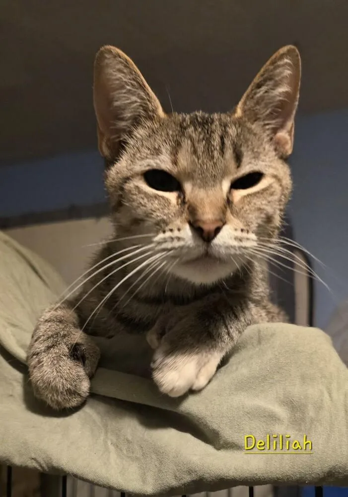 An adult small-sized female Domestic Short Hair cat named Delilah for adoption in Lorain, OH